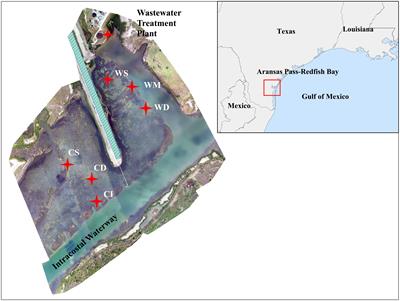 Image analysis reveals environmental influences on the seagrass-epiphyte dynamic relationship for Thalassia testudinum in the northwestern Gulf of Mexico